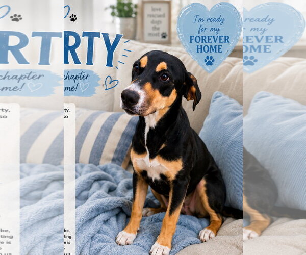 Medium Photo #1 Mutt Puppy For Sale in Rockaway, NJ, USA