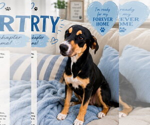 Mutt Dogs for adoption in Rockaway, NJ, USA