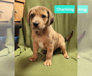 Mutt Dogs for adoption in Richmond, IN, USA