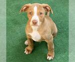 Small #11 Golden Retriever-Pembroke Welsh Corgi Mix