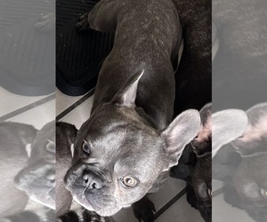 Father of the French Bulldog puppies born on 09/13/2022