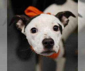 American Staffordshire Terrier-Unknown Mix Dogs for adoption in San Antonio, TX, USA