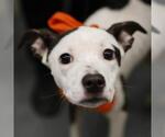 CECILIA - Female American Staffordshire Terrier-Unknown Mix Dog for Adoption - Small photo