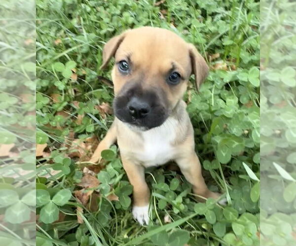 Medium Photo #1 Mutt Puppy For Sale in OKLAHOMA CITY, OK, USA