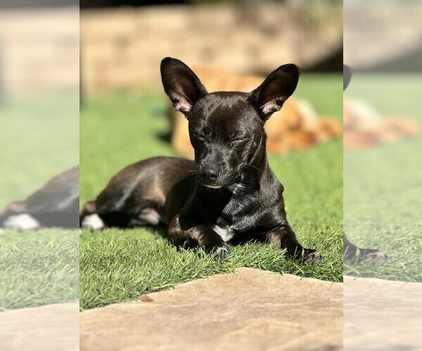 Medium Photo #2 Chiweenie Puppy For Sale in La Verne, CA, USA