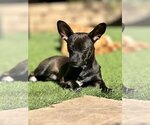 Small #1 Chiweenie