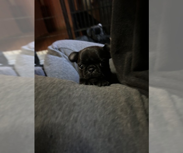 Medium Photo #2 Pug Puppy For Sale in BLOOMINGTON, IL, USA