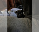 Small Photo #2 Pug Puppy For Sale in BLOOMINGTON, IL, USA