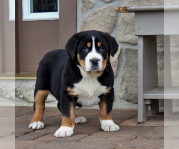 Medium Photo #1 Greater Swiss Mountain Dog Puppy For Sale in BIRD IN HAND, PA, USA