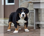 Small Photo #1 Greater Swiss Mountain Dog Puppy For Sale in BIRD IN HAND, PA, USA