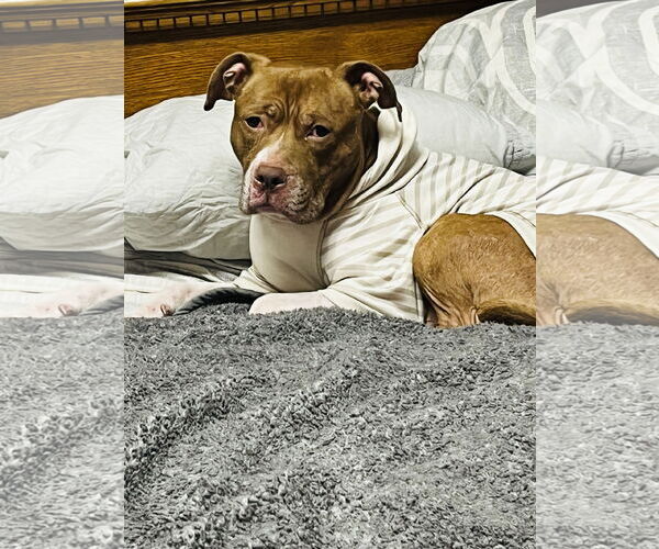 Medium Photo #3 Staffordshire Bull Terrier-Unknown Mix Puppy For Sale in Princeton, MN, USA