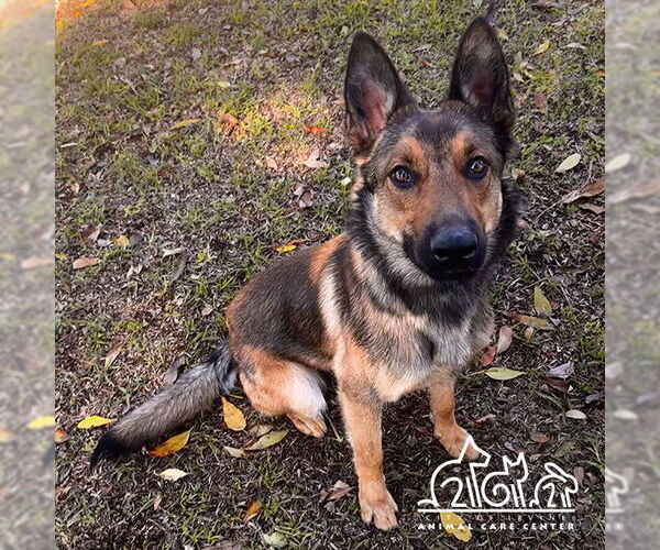 Medium Photo #1 German Shepherd Dog Puppy For Sale in Irvine, CA, USA