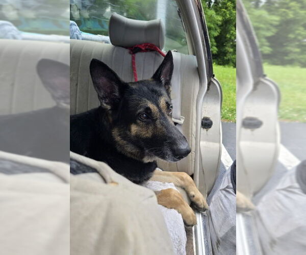 Medium Photo #6 German Shepherd Dog Puppy For Sale in Winston Salem, NC, USA