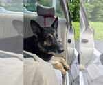 Small #5 German Shepherd Dog