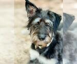 Small Mutt