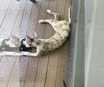 Small #3 Great Dane