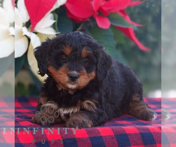 Medium Photo #2 Bernedoodle (Miniature) Puppy For Sale in LEOLA, PA, USA