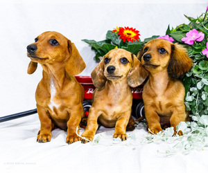 Dachshund Litter for sale in WAKARUSA, IN, USA
