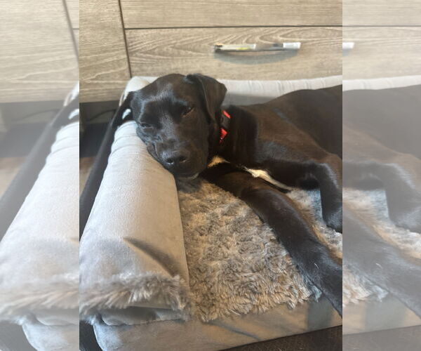 Medium Photo #3 Mutt Puppy For Sale in Royse City, TX, USA