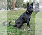 Small Photo #3 Australian Shepherd-German Shepherd Dog Mix Puppy For Sale in Corona, CA, USA