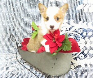 Pembroke Welsh Corgi Puppy for sale in NORWOOD, MO, USA