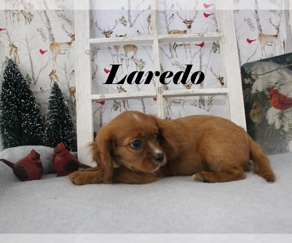 Medium Photo #56 Cavalier King Charles Spaniel Puppy For Sale in CHANUTE, KS, USA