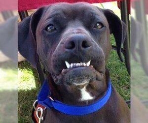 Rocco - loyal companion! - Male Bullboxer Pit Dog for Adoption - Photo #4