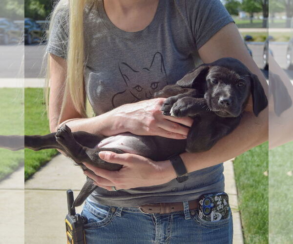 Medium Photo #5 Sheprador Puppy For Sale in Huntley, IL, USA