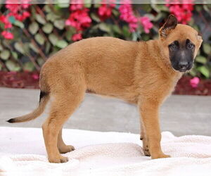 German Shepherd Dog Dogs for adoption in Seattle, WA, USA