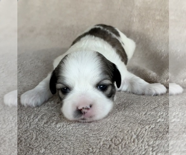 Medium Photo #14 Lhasa Apso Puppy For Sale in GIBSONTON, FL, USA