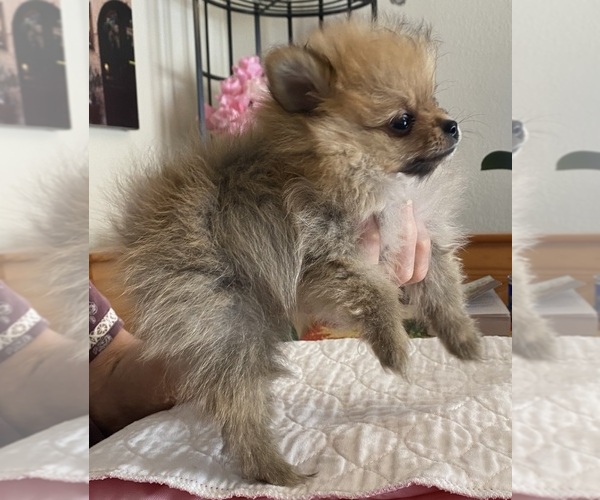 Medium Photo #3 Pomeranian Puppy For Sale in JULIAN, CA, USA