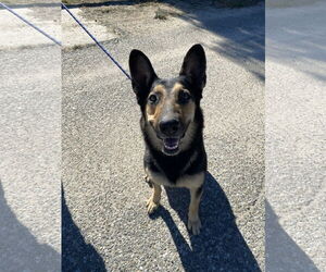 Dakota - Female Mutt Dog for Adoption - Photo #2