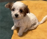 Small Photo #1 Yorkshire Terrier Puppy For Sale in MILWAUKIE, OR, USA