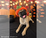 pug girl - Female Pug Puppy for Sale - Photo #2
