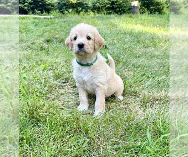 Medium Photo #8 Aussiedoodle-Labradoodle Mix Puppy For Sale in BRYANTOWN, MD, USA