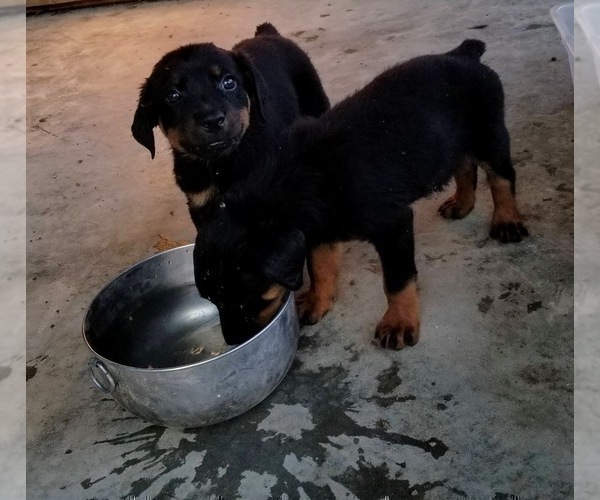 Medium Photo #37 Rottweiler Puppy For Sale in RIEGELWOOD, NC, USA