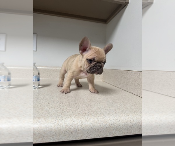 Medium Photo #8 French Bulldog Puppy For Sale in BONAIRE, GA, USA