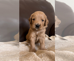 Puppy Arthur Goldendoodle