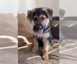 German Shepherd Dog Puppy for sale in JUNCTION CITY, OR, USA