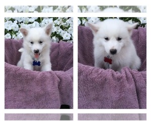 American Eskimo Dog Puppy for sale in BAY SHORE, NY, USA