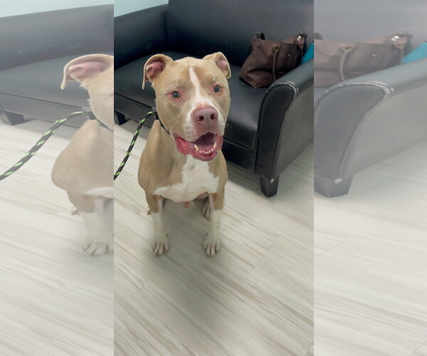 Medium Photo #6 Mutt Puppy For Sale in Derwood, MD, USA