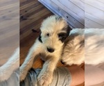 Puppy 5 Australian Shepherd-Old English Sheepdog Mix