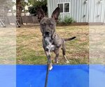 Small #6 French Bulldog Mix