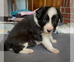 Small Photo #11 Border Collie-Papillon Mix Puppy For Sale in CULPEPER, VA, USA