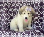 Small Photo #3 Great Pyrenees Puppy For Sale in LAKELAND, FL, USA