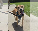 Small #5 Labrador Retriever Mix