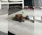 Small #2 Mutt