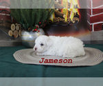 Small Photo #11 Poodle (Toy) Puppy For Sale in CHANUTE, KS, USA