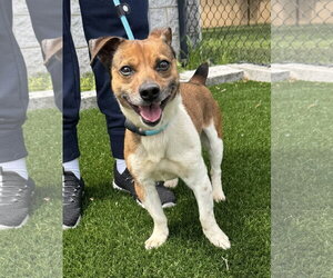 Russell - Male Jack Chi Dog for Adoption - Photo #2