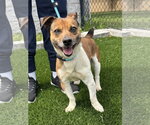 Small Photo #2 Jack Chi Puppy For Sale in Perth Amboy, NJ, USA